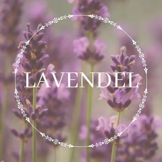 Lavendel